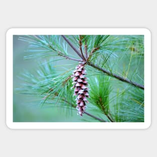 Pine Cone Sticker